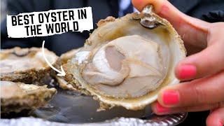 Journey of the BLUFF OYSTER from ocean floor to plate  New Zealand Food Tour