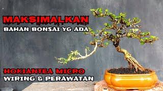 PERAWATAN BONSAI HOKIANTEA MICRO  MEMANFAATKAN BAHAN BONSAI SEADANYA