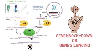 RNAi Gene Knock-down