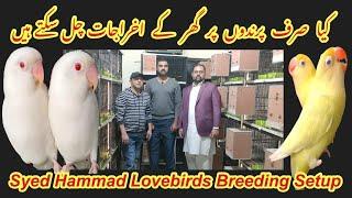 Kya Sirf Birds per Depend kia ja Sakta hay Syed Hammad Lovebirds Breeding Setup