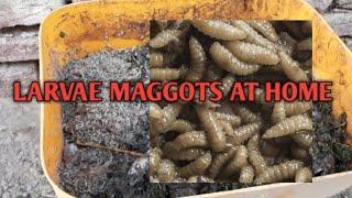 How To Raise Insects At Home Live Food For Chicken  Larvae Maggotas At Home