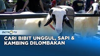 Ratusan Sapi dan Kambing di Yogyakarta Ikut Kontes Kesehatan