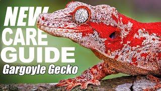 Gargoyle Gecko Care & Setup The Ultimate Guide.