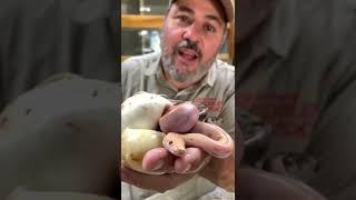 Hatching Out Gorgeous Baby Burmese Pythons  #shorts #animals #reptile #giant #cuteanimals #snake