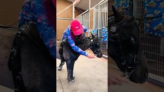 POV Mini Horse Training  #shortsvideo #horse #equestrian #pony #shorts