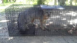 Live Trapping - Fox #2