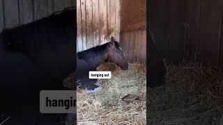 Just a horse watching YouTube on YouTube. #kentuckyderby