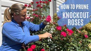 From Bland To Grand  The Ultimate Knockout Rose Pruning Guide  The Southern Daisy