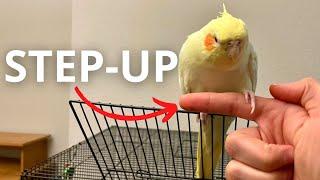 How To Teach Your Cockatiel To Step Up for Beginners FAST