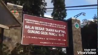 #MountVlog - Pendakian Gunung Pangrango - lembah Mandalawangi - TNGGP