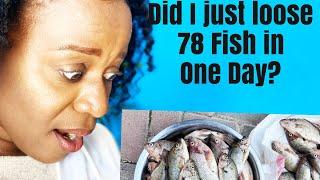 HOW TO STOP FISH MORTALITIES WHY WE LOST 78 FISH IN ONE POND ON ONE DAY#TILAPIA FARMING 4 BEGINNERS