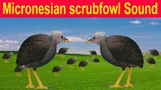 Micronesian scrubfowl Birds Sound Micronesian scrubfowl Birds Call BY DGK Hunter..