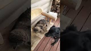 Family Dog And Cat Daily Struggle For Peace #short #cats #pets