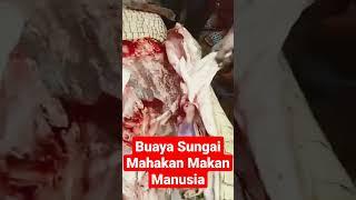 Buaya Sungai Makan Manusia