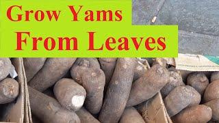 How to Grow Yam Seedlings From Leaves and Vines. A step by step guide
