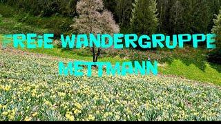 NARZISSENWANDERUNG EIFEL  MONSCHAU-HÖFEN  06.04.2024