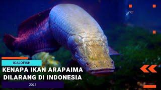 Kenapa Ikan Arapaima Dilarang Di Indonesia