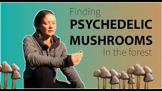 Finding Psychedelic Mushrooms