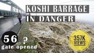 KOSHI BARRAGE IN DANGER AGAIN   45 doors opened due to high water level koshi river . Live video