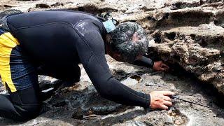 Como atrapar los cangrejos de las rocas marinas