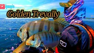 GOLDEN TREVALLY ON KAYAK  KAYAK FISHING MALAYSIA..VLOG # 62