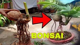 how to make home made NIYOG BONSAI in easy way? with toturial