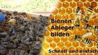 Bienen Ableger bilden Schnell und einfach