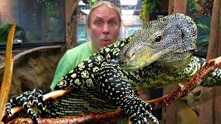 SECOND LARGEST MONITOR LIZARD ON THE PLANET  MEET ALL OF OUR MONITOR LIZARDS AT THE REPTILE ZOO