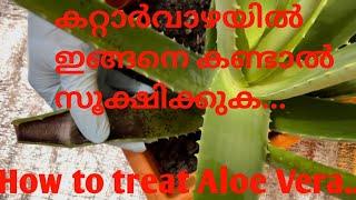 How to treat Aloe Vera Plant??.How to revive aloe Vera plant??.How to save a dying Aloe Vera Plant??