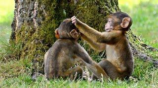 Funny Monkey babies - Playing like Little imps