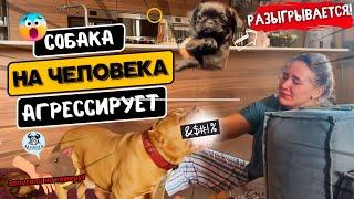 Американский булли агрессирует на хозяина Розыгрыш эксклюзивного Пти-Брабансона