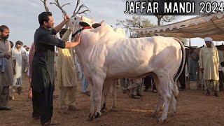 Jaffar Mandi 2024 Detail Reviews - Very Big Bulls - Fateh Jang Bulls 2024 - Cow Mandi 2024