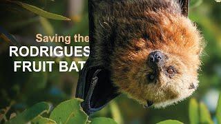 Saving the Rodrigues fruit bat  Chester Zoo  Bat conservation