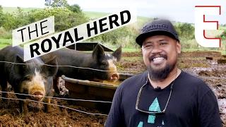 Hawaiis Chillest Pig Farm Produces Perfect Happy Pork — Cooking in America