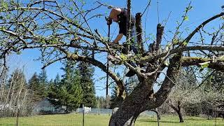 How to Prune A Really Neglected Apple Tree How to Prune an Apple Tree How to prune an old tree