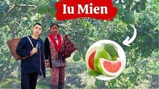 Iu Mien Thailand EP42  Iu Mien Pomelo Harvesting