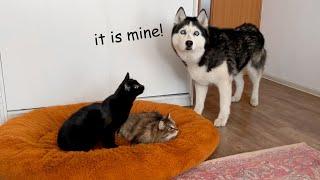 Huskys Reaction to a Kittens Occupying Dogs Bed Cute Dogs Video