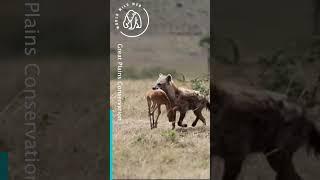 Antelope Mum Attacks Hyena to Save Baby  World Wild Web #wildlife #safari #kenya