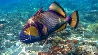 Snorkeling in Amed Bali