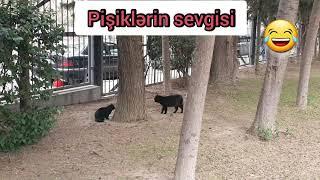 Pişiklər kediler aşk