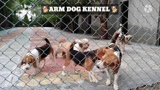 Dog Kennel Setup By ARM Dog Kennel Toy Breed Dog Kennel Setup in India