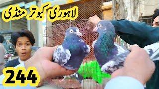 244Lahore sunday birds market new price Update ??? 2024lari adda kaboota mandiAmjad ali official