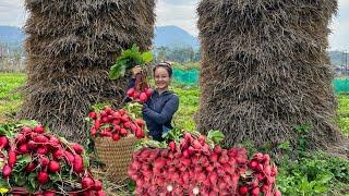 60 Days of harvesting red radishes going to the market to sell and building a life on a green farm