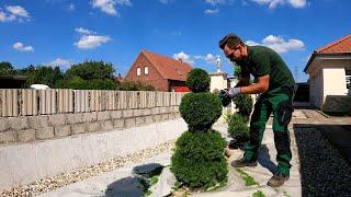 RETURNING the Topiary FORM from Thuja