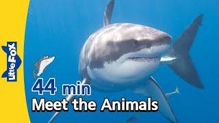 Meet the Animals 44 min  Shark Alligator Cheetah Fox Bear Gorilla  Educational Videos