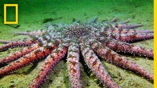 Sunflower Seastar Terrifying Predator?  National Geographic