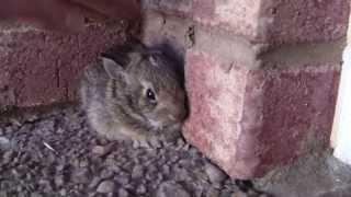 Catching a Baby Screaming Bunny