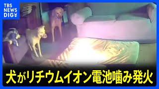 犬がリチウムイオン電池噛み発火　民家燃える　アメリカ｜TBS NEWS DIG