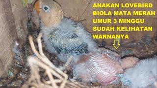 Anakan lovebird biola mata merah umur 3 minggu sudah kelihatan