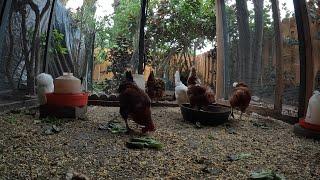 Backyard Chickens Morning Relaxing Video Sounds Noises Hens Clucking Roosters Crowing